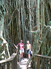 003 Cathedral Fig Tree